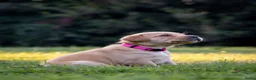 Labrador Retriever honden te koop: Labrador Retriever pups - blond en red fox - Advertentie 30