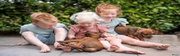 Rhodesian Ridgeback honden te koop: rhodesian ridgeback pups  - Advertentie 4