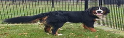 Berner Sennenhond honden te koop: Prachtige Raszuivere Berner Sennen pups te koop in Voorthuizen - Advertentie 15
