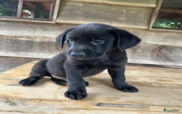 Labrador Retriever honden te koop: Te koop prachtige labrador x mechelse Herder pups - Afbeelding 4