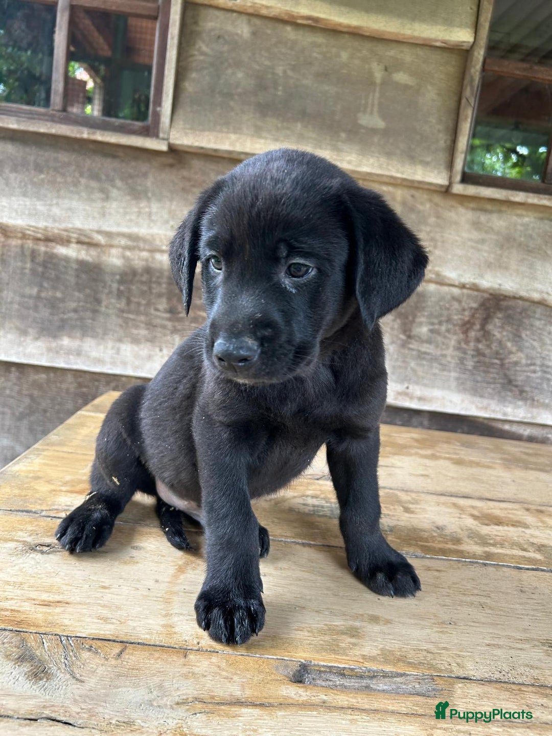 Labrador Retriever honden te koop: Te koop prachtige labrador x mechelse Herder pups - Afbeelding 4