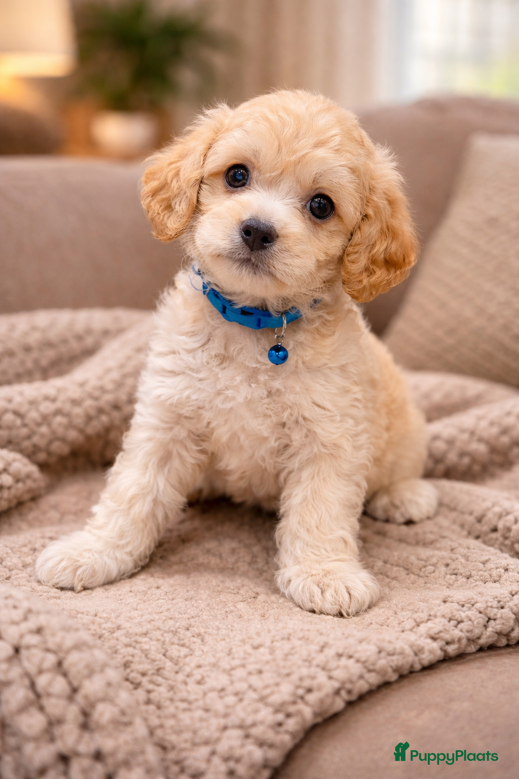 Maltipoo honden Maltipoo laaste reutje  - Advertentie 6