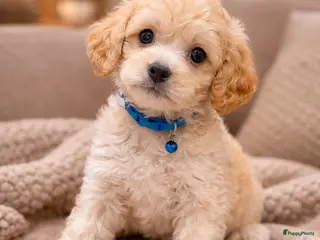 Maltipoo honden Maltipoo laaste reutje - Advertentie 6