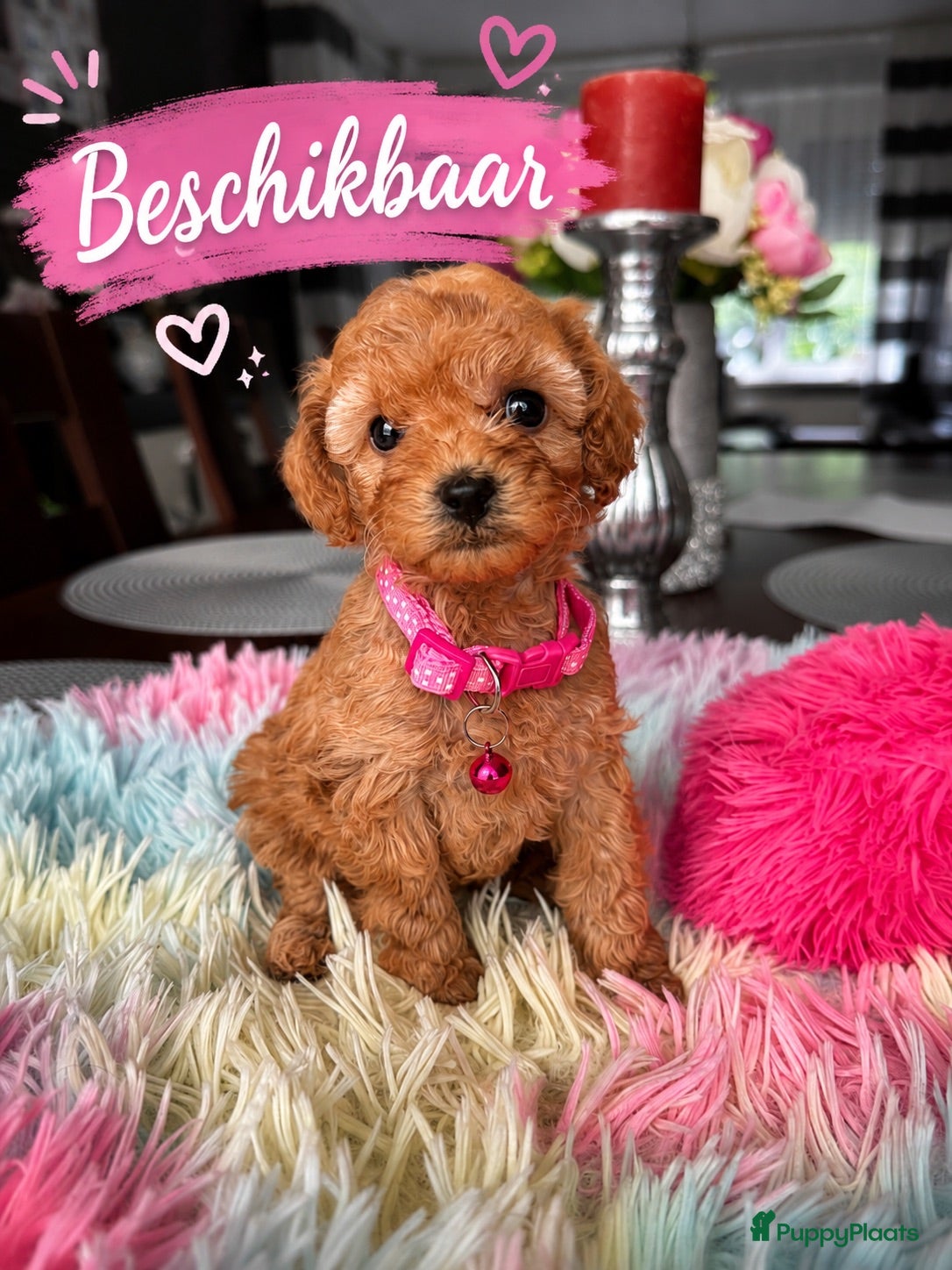 Poedel Toy honden Poedel toy 2 teef red Braun en red  - Advertentie 1