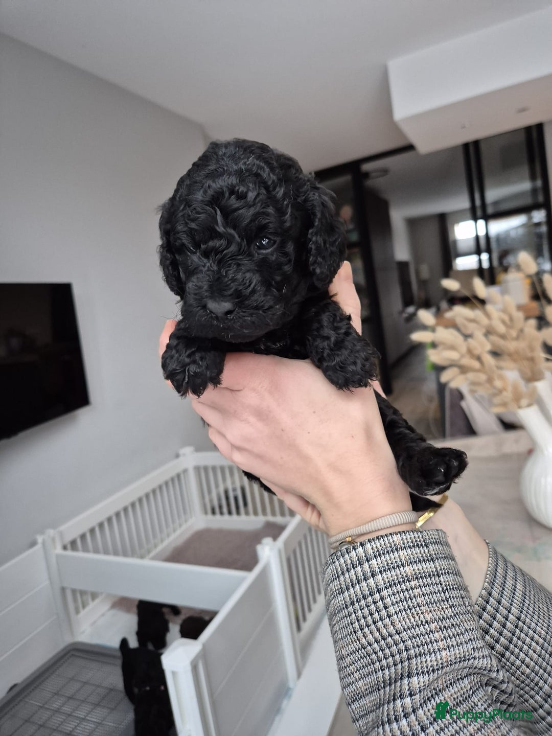 Labradoodle honden te koop: Prachtige F7 curly medium-mini Labradoodle pup  - Advertentie 1