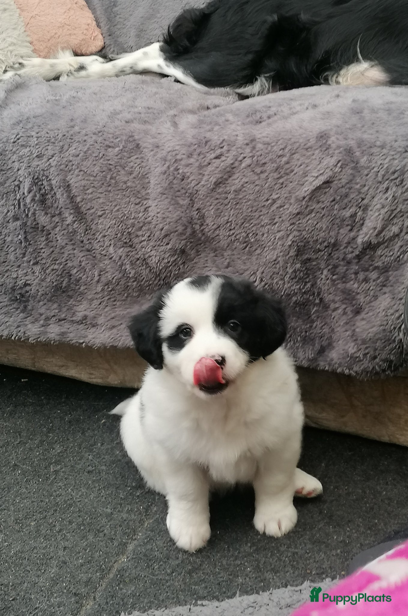 Kruising honden Super schattig gelegenheids nestje - Advertentie 3