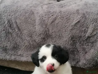 Kruising honden Super schattig gelegenheids nestje - Advertentie 3