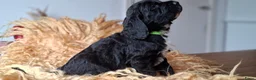 Kruising honden te koop: Labradoodle x Bloedhond / Zwitserse Senner pups - Advertentie 18