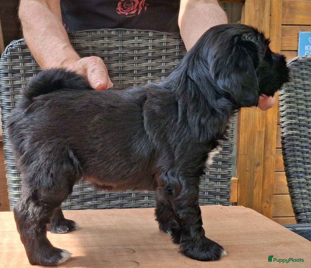 Tibetaanse Terriër honden te koop: Tibetaanse terrier pups - Afbeelding 5