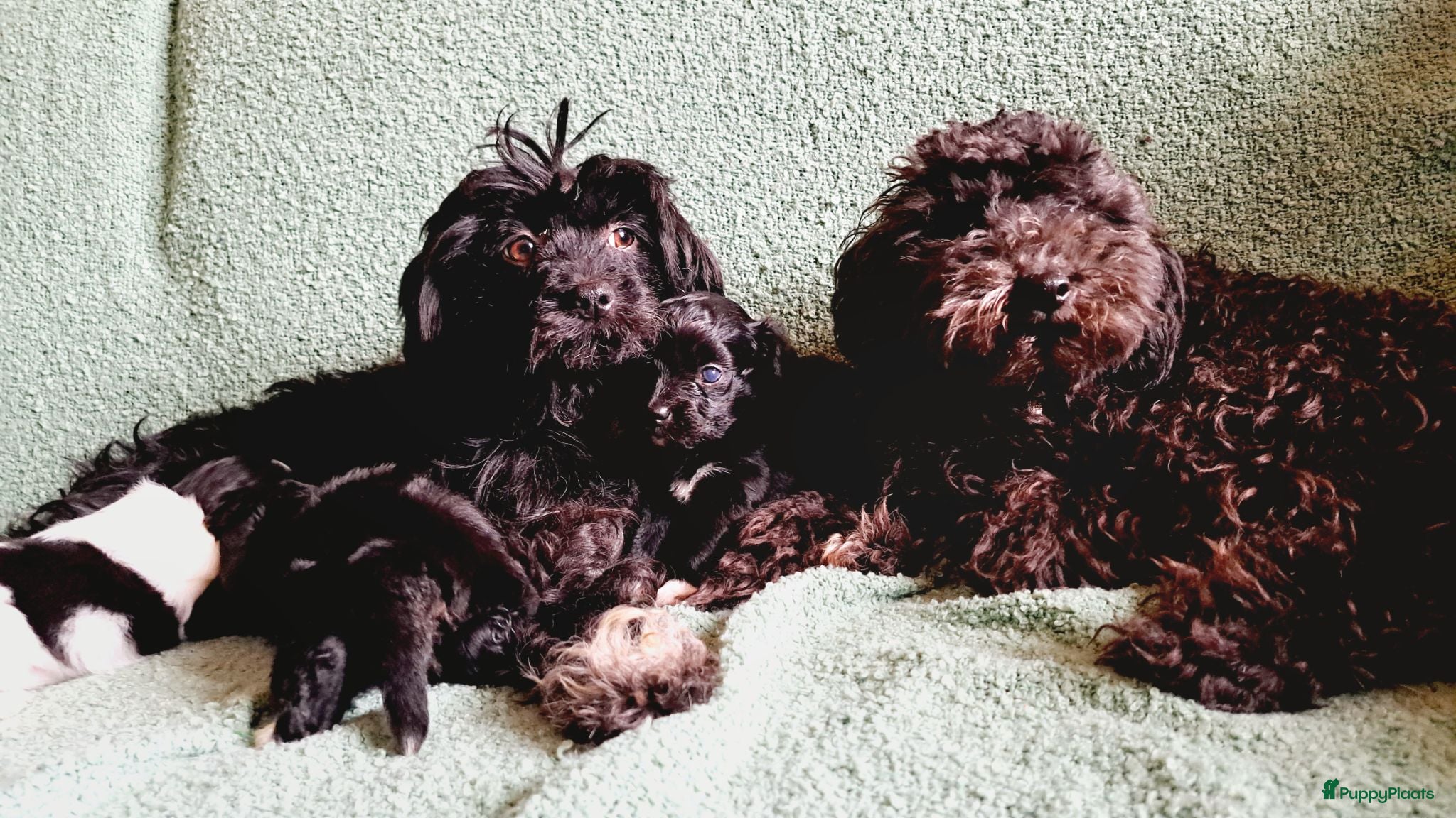 Kruising honden 3 teefjes Toy Multipoo - Advertentie 1