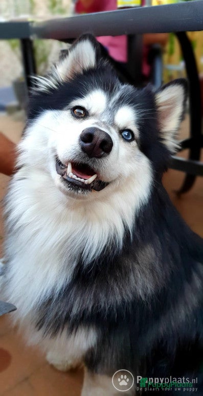 Kruising honden Pomsky dekreu ter beschikking in Valkenburg - Advertentie 19