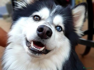 Kruising honden Pomsky dekreu ter beschikking in Valkenburg - Advertentie 5