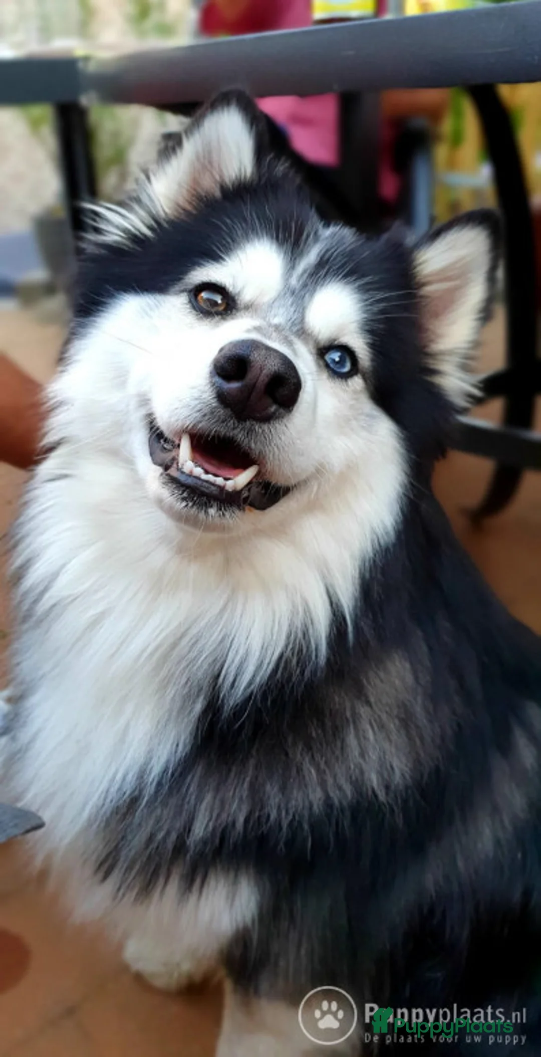 Kruising honden ter dekking: Pomsky dekreu ter beschikking in Valkenburg - Advertentie 1