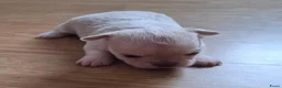Chihuahua honden te koop: Mooi langharig chihuhmahua teefje - Advertentie 9