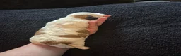 Boomer honden te koop: 5 gezonde puppy's geboren - Advertentie 7