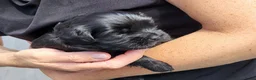 Kruising honden te koop: Bolonka Zwetna mix - Advertentie 2