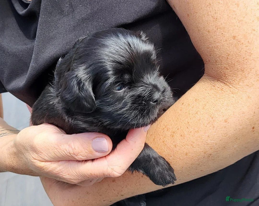 Kruising honden te koop: Bolonka Zwetna mix - Advertentie 2