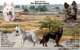 Kruising honden te koop: Nestaankondiging outcross zwitserse witte herder  - Afbeelding 1