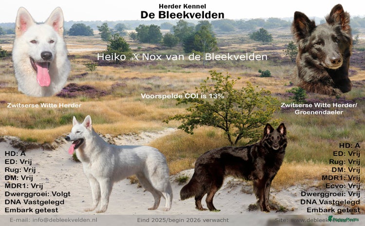 Kruising honden - Advertentie 12