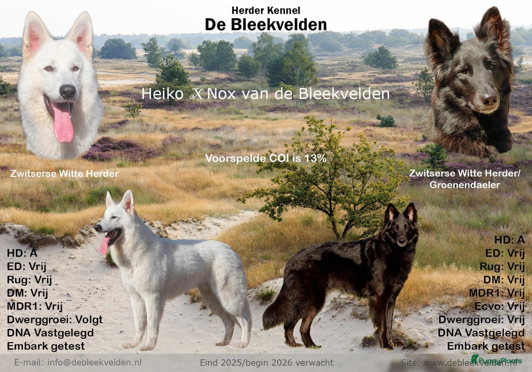 Kruising honden te koop: Nestaankondiging outcross zwitserse witte herder  - Afbeelding 1