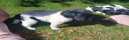 Friese Stabij honden te koop: Onze Donna heeft 6 pups - Advertentie 10