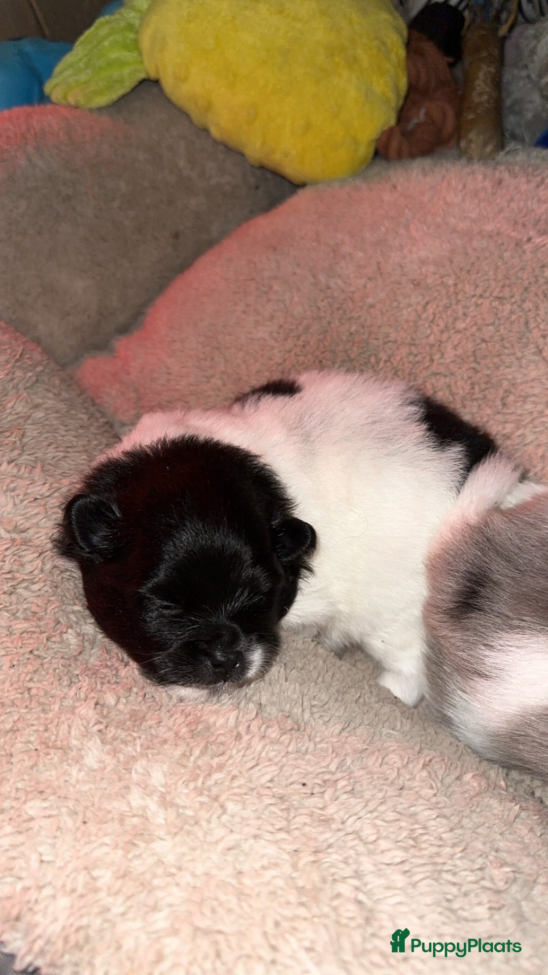 Pomeriaan honden te koop: Prachtige bearface pomeriaan teefje - Advertentie 8