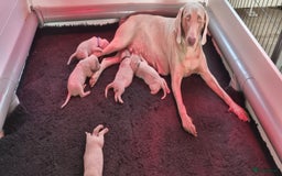 Weimarse Staande Hond korthaar honden te koop: Weimaraner pups in Stein - Afbeelding 1