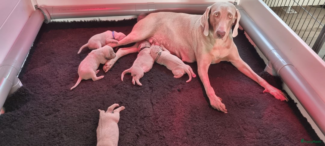 Weimarse Staande Hond korthaar honden te koop: Weimaraner pups in Stein - Afbeelding 1