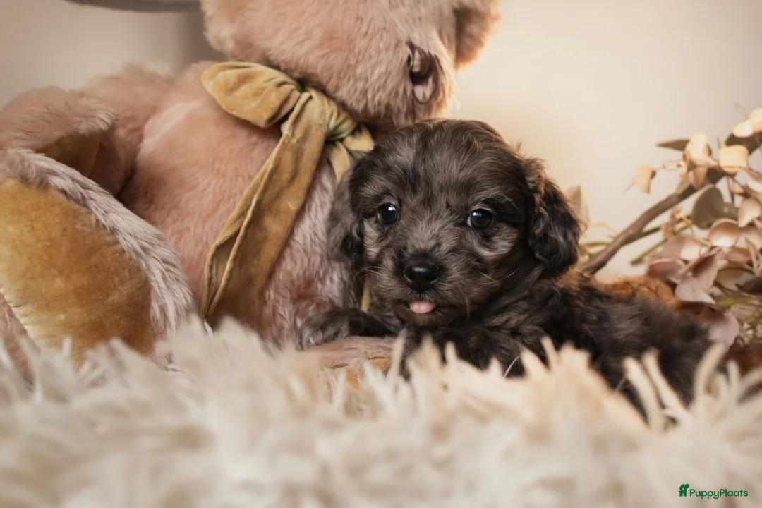 Maltipoo honden te koop: Prachtige Maltipoo puppy’s 🩷 - Advertentie 9