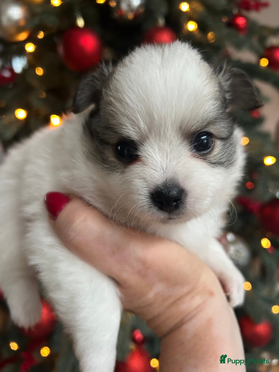 Pomchi honden te koop: Pomchi reutje - Advertentie 6