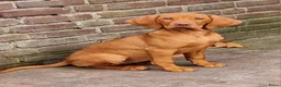 Vizsla korthaar honden te koop: Prachtge Vizsla's met stamboom - Advertentie 12