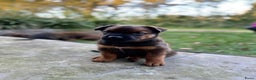 Kruising honden te koop: Mechelse herder & rotweiler - Advertentie 5