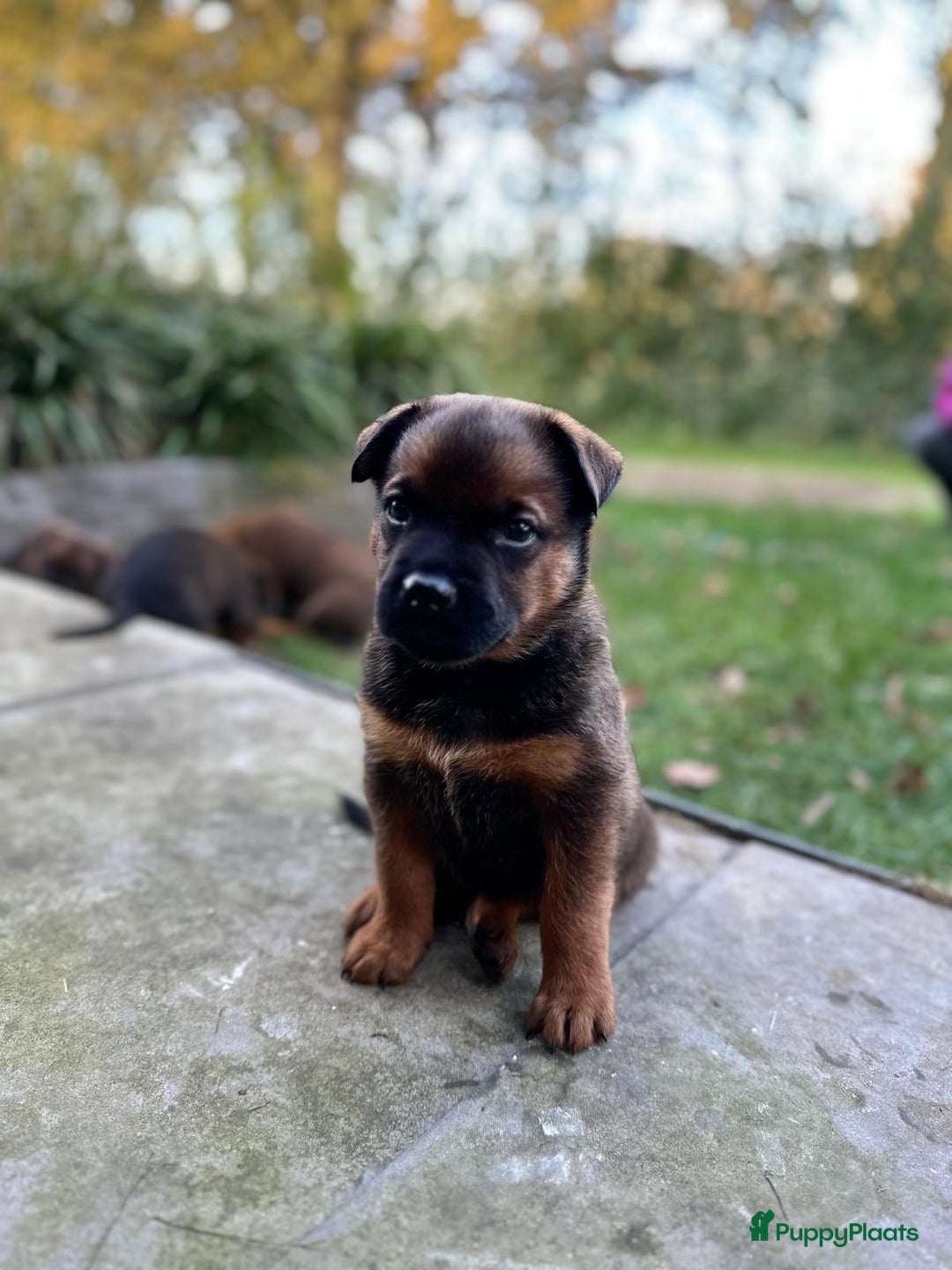 Kruising honden te koop: Mechelse herder & rotweiler - Advertentie 5