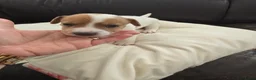 Jack Russel Terriër honden te koop: Nog 3 pups beschikbaar in Sint Jansteen - Advertentie 13