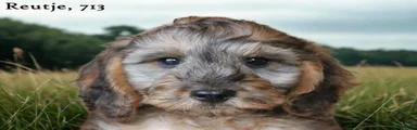 Cockapoo 2