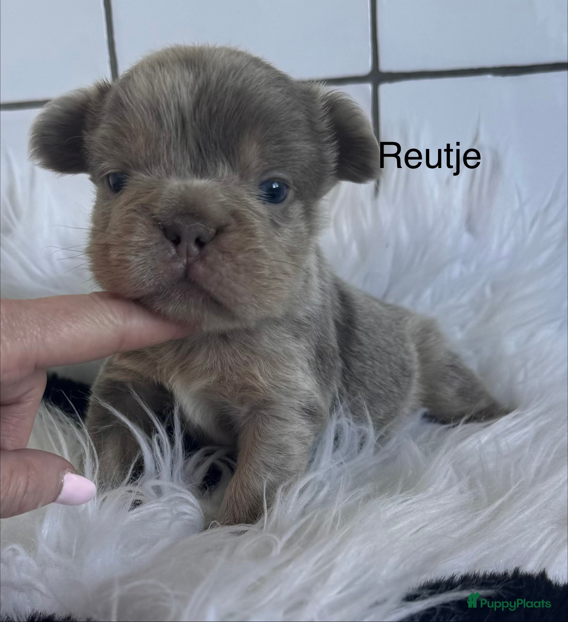 Franse Bulldog honden Fluffy Franse Bulldog pups unieke kleuren  - Advertentie 2