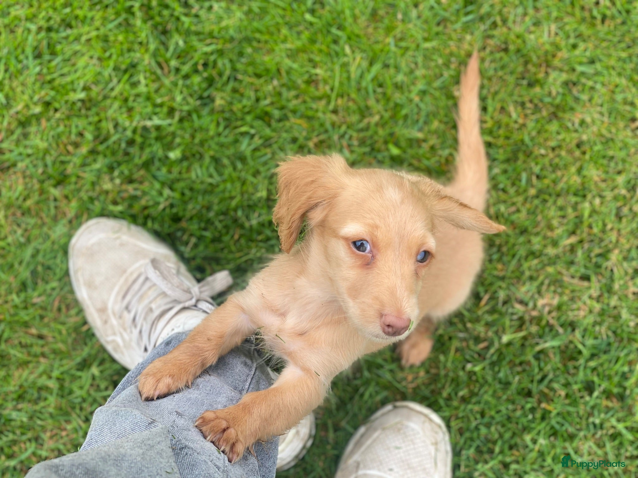 Teckel (langhaar) honden Mooie langharige kleurrijke teckel pups - Advertentie 1