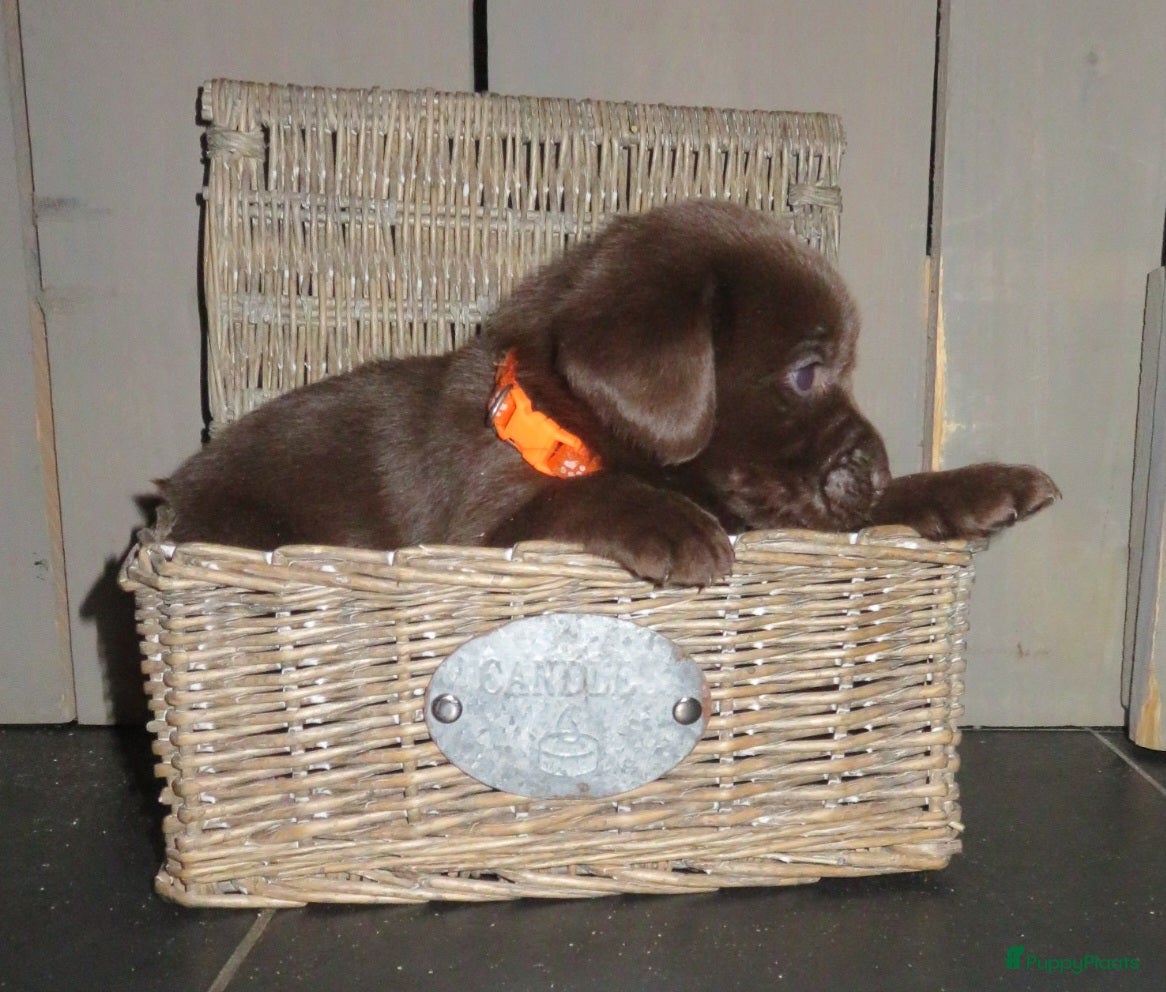 Labrador Retriever honden Bruine Labrador pups - Advertentie 2