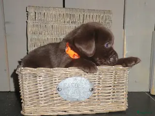 Labrador Retriever honden Bruine Labrador pups - Advertentie 2