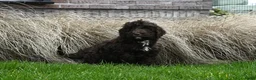 Australian Labradoodle honden te koop: Prachtige Chocolade bruine Labradoodle pup - Advertentie 12
