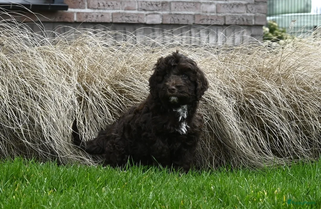 Australian Labradoodle honden te koop: Prachtige Chocolade bruine Labradoodle pup - Advertentie 12