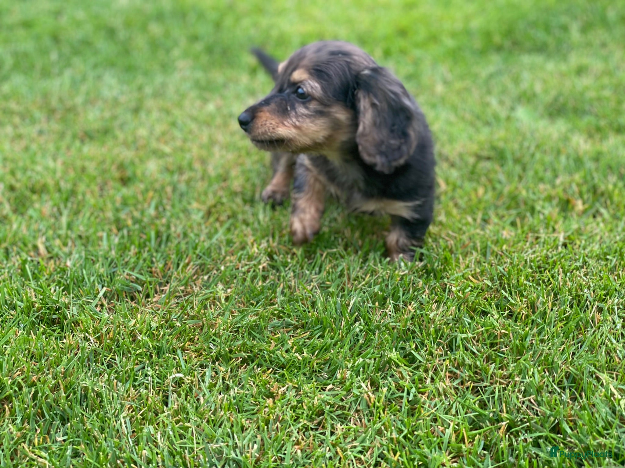 Teckel (langhaar) honden Mooie langharige kleurrijke teckel pups - Advertentie 1