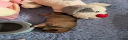 Shiba honden te koop: Mooie Shiba puppy’s zoeken een liefdevol thuis  - Advertentie 15