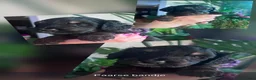 Cockapoo honden te koop: Cockapoo pup  - Advertentie 4