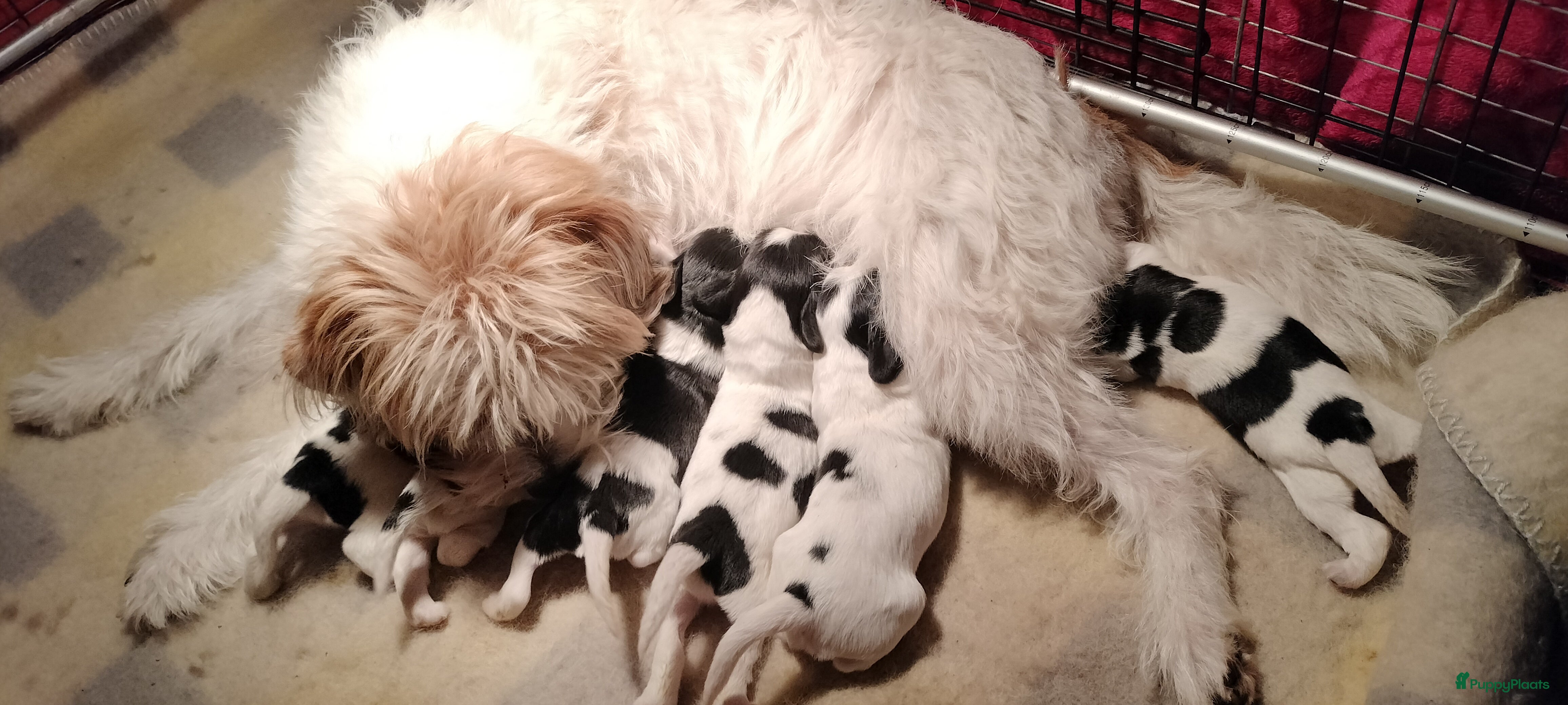 Kruising honden Tobekan pups Tibetaanse terrier x Cocker Spaniel  - Advertentie 4