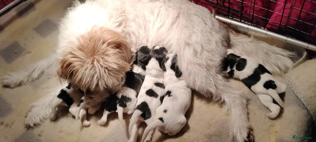 Kruising honden te koop: Tobekan pups Tibetaanse terrier x Cocker Spaniel  - Advertentie 1