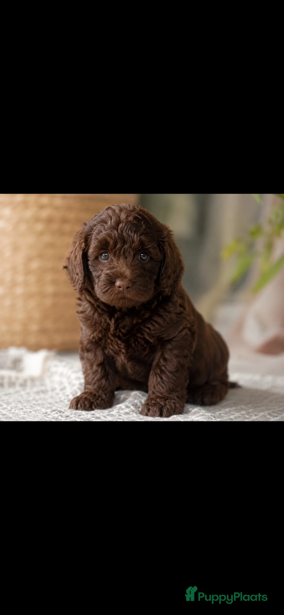 Labradoodle honden te koop: Chocolade bruine labradoodles Australian  bloed  - Advertentie 1