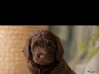 Labradoodle honden Chocolade bruine labradoodles Australian bloed - Advertentie 4