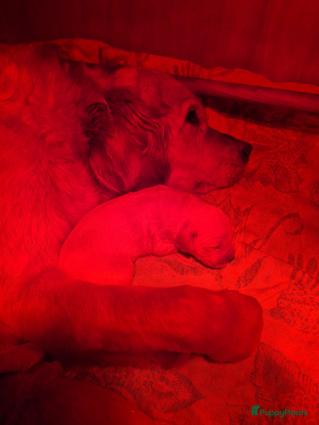 Golden Retriever honden te koop: Liefdevol en huiselijk nest Golden Retriever pups  - Advertentie 13