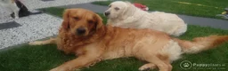 Golden Retriever honden ter dekking: Prachtige, lieve dekreu in Venray - Advertentie 5